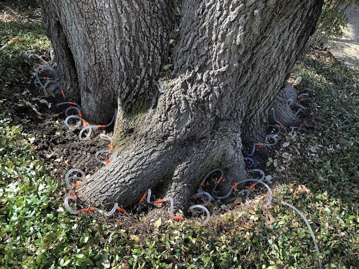 Detailed Tree Cabling and Bracing job site in Salida