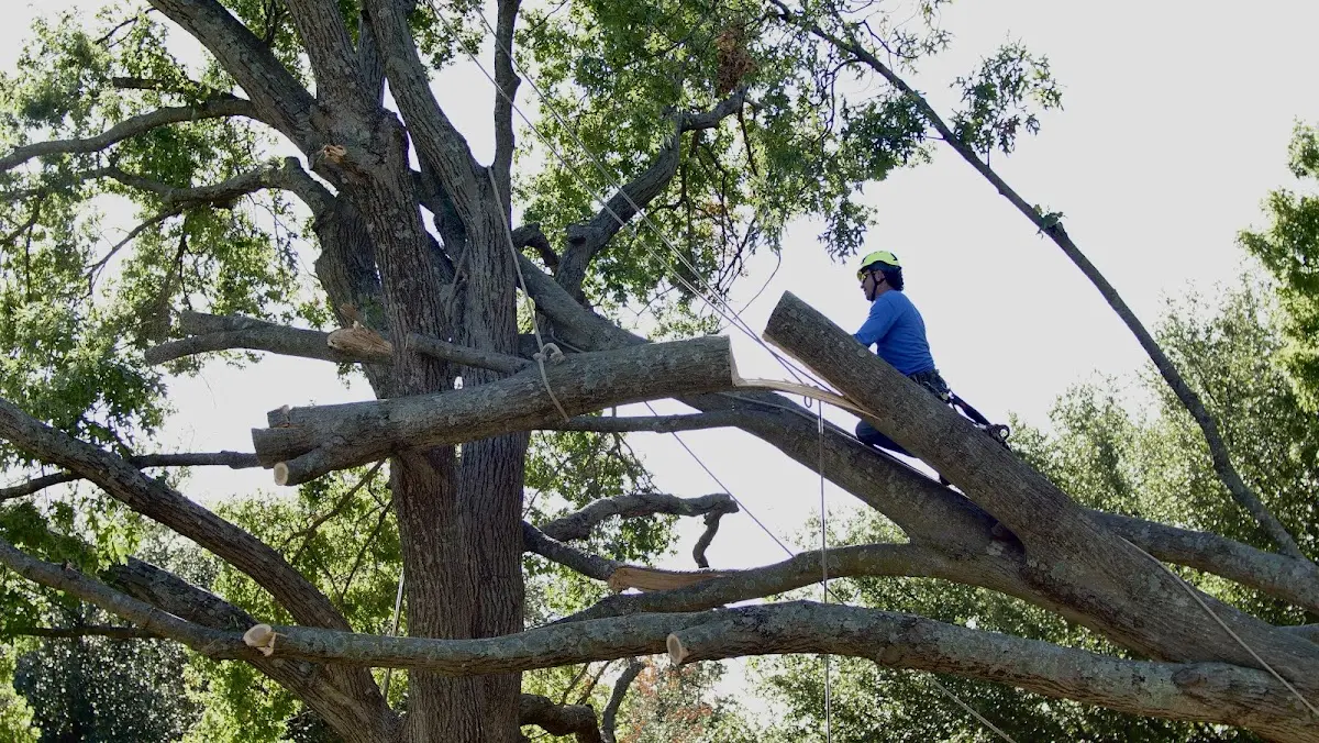 Professional Crown Thinning performed by certified arborists in Salida